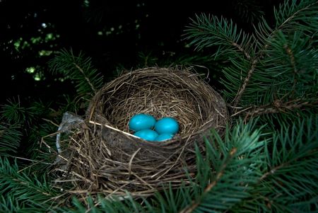 Blue robin eggs in nest.
