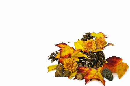 Maple leaves, pines cones and acorns on white background.
