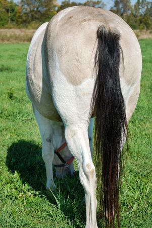 Rear view of horse grazing.の写真素材