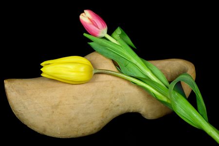 Pair of tulips on wooden shoe.の写真素材