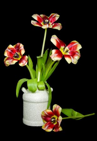 Flipped petals of tulips in pot.の写真素材