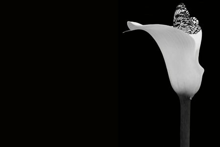 Butterfly in a cala lily.の写真素材