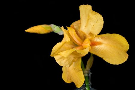Dewdrops on gold iris blossom.の写真素材