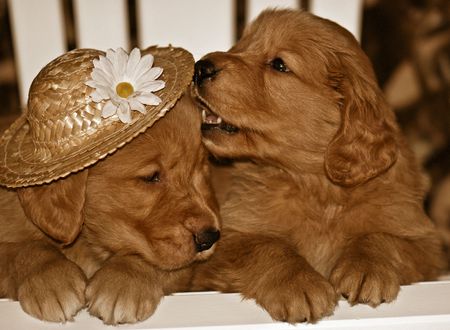 Golden retriever puppies in sepia tones.の写真素材