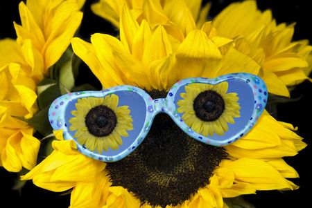 Fun sunglasses on sunflower.の写真素材