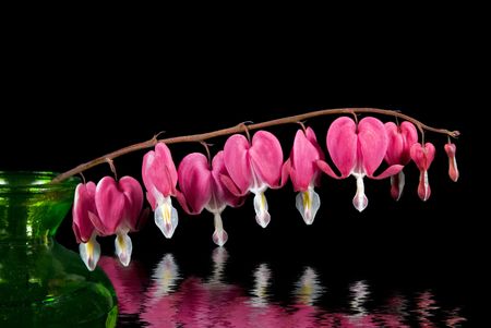 Reflection of pink bleeding hearts in green vase.の写真素材