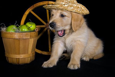 Golden retriever puppy with fruit basket.の写真素材