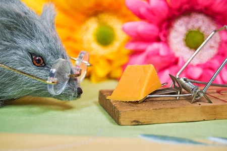 rodent with glasses looking at cheese wedgeの写真素材
