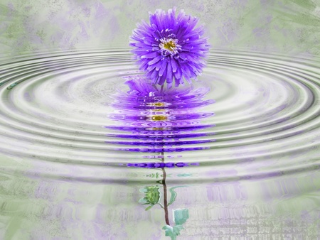 Purple dahlia in rippled water.の写真素材
