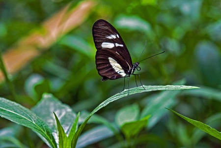 Butterfly on a tropical plant leaf.