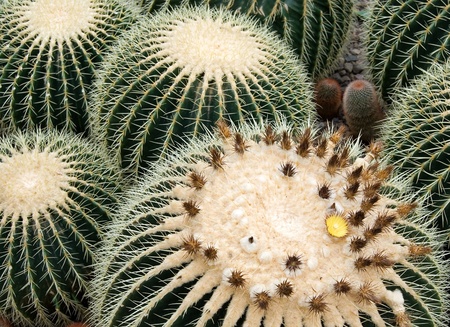 Large cacti in desert garden.の写真素材