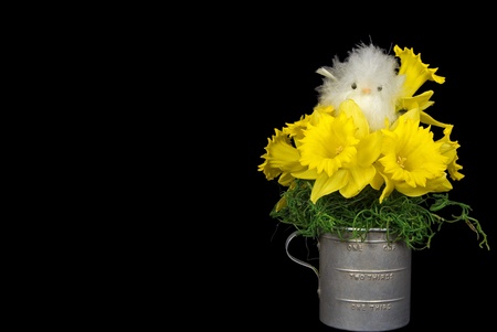 Baby chick nestled in daffodil bouquet.の写真素材