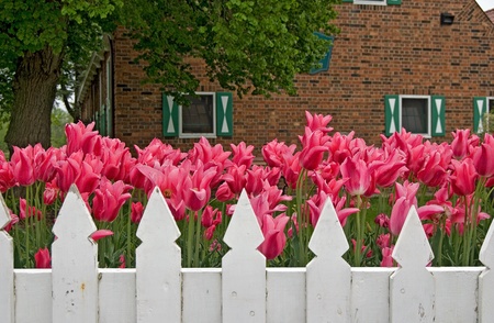 Pink Dutch tulips in garden.の写真素材