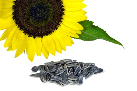 sunflower seeds with sunflower on whiteの写真素材