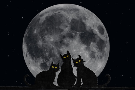Halloween cats with fill moon.