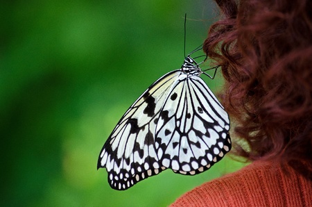 Tree Nymph butterfly on woman s hair の写真素材