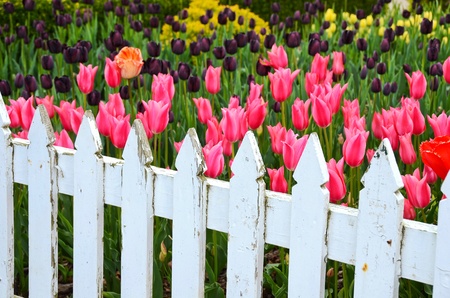 weather picket fence with Dutch tulipsの写真素材