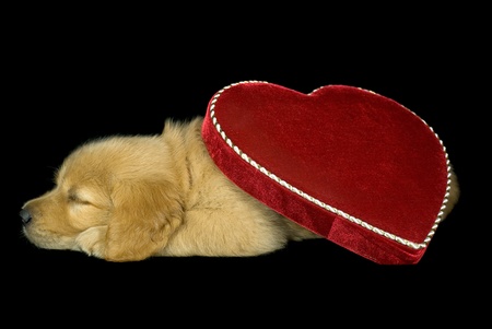 Golden retriever puppy with red velvet heart の写真素材