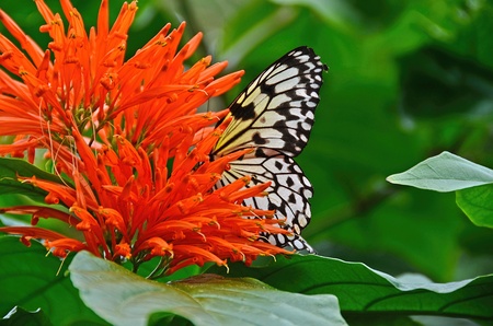butterfly in Mexican Honeysuckle blossom