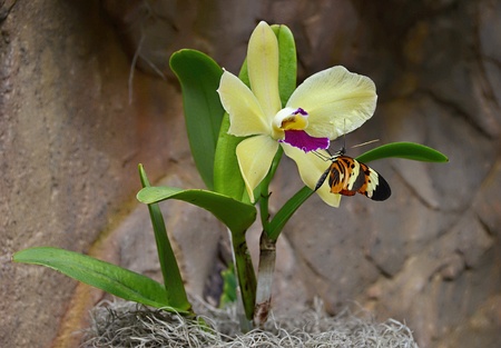 Longwing butterfly on a yellow orchidの写真素材