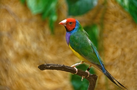 rainbow finch perched on a branch