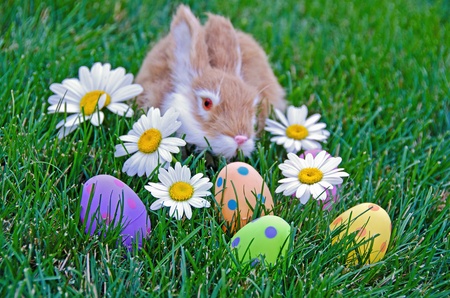 bunny with Easter eggs and daisies