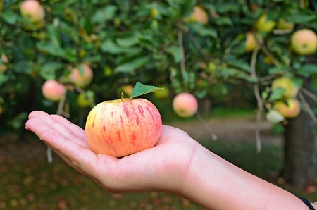 apple in a hand with orchard backgroundの写真素材