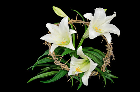 Easter lily blooms with crown of thorns on blackの写真素材