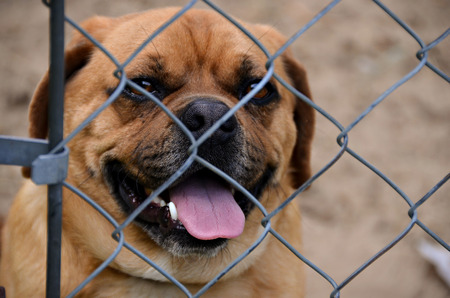 dog in an animal shelter behind fenceの写真素材