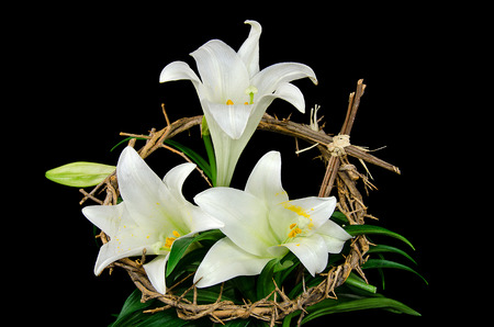 Easter lily with crown of thorns and crossの写真素材