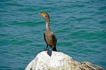 cormorant on a boulder