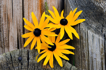 Black-eyed Susan in wood pilingの写真素材