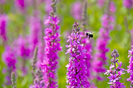bumble bee with purple loosestrife の写真素材