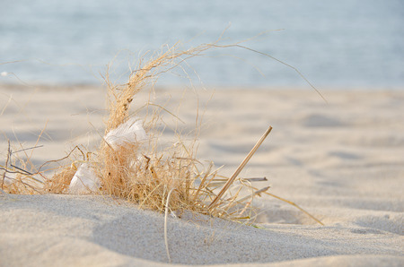 white seagull feathers in dried beach grass in sandの写真素材
