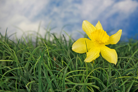 daffodil with water droplet in grass