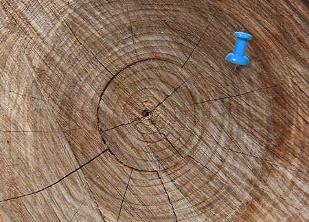 blue thumbtack in crosscut tree
