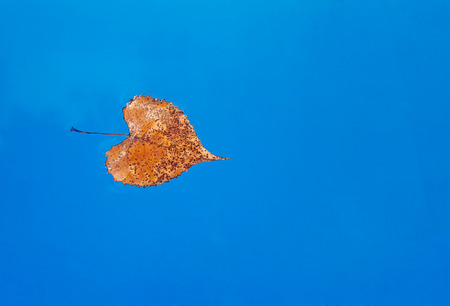heart shaped autumn leaf floating in swimming poolの写真素材