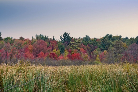 colorful autumn tree line and wetlands landscape
