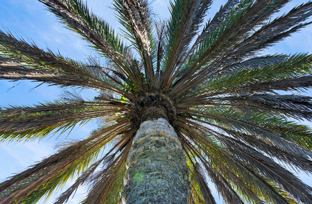 underside view of palm tree with blue sky backgroundの写真素材