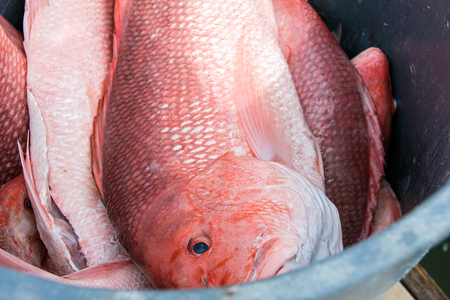 red snapper in metal bucketの写真素材