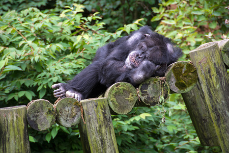 chimpanzee sleeping on wood logsの写真素材