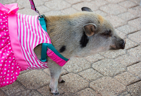 pet pig on a leash with harness and striped pink dress on city sidewalkの写真素材