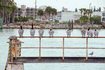 row of pelicans on rusty railing with rope in Florida waterwayの写真素材