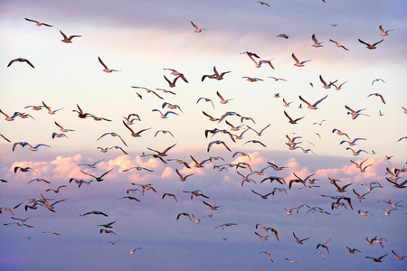 Seagull flock flying in sunset sky with clouds