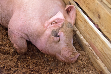 Pink big fat pig laying in dirt in farm pen