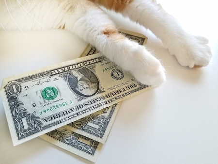 Cat's paw on dollar billsの写真素材