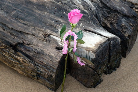Pink rose in beach sand on weathered driftwoodの写真素材