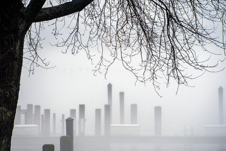 silhouette of winter tree and dock pilings fog at lake marina