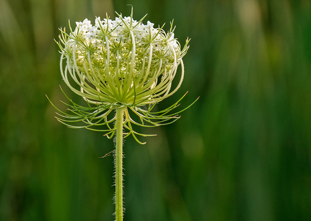 extreme closeup of Queen Anne's Lace wildflower in summer meadowの写真素材