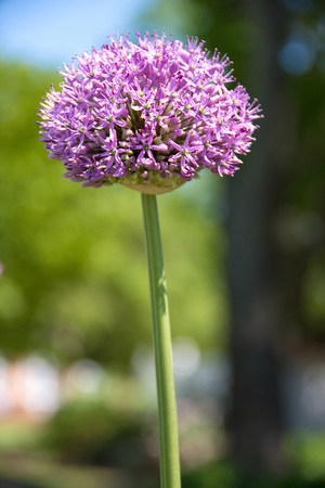 close up of single violet allium flower in summer garden